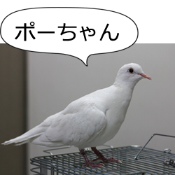 鳩のポーちゃん